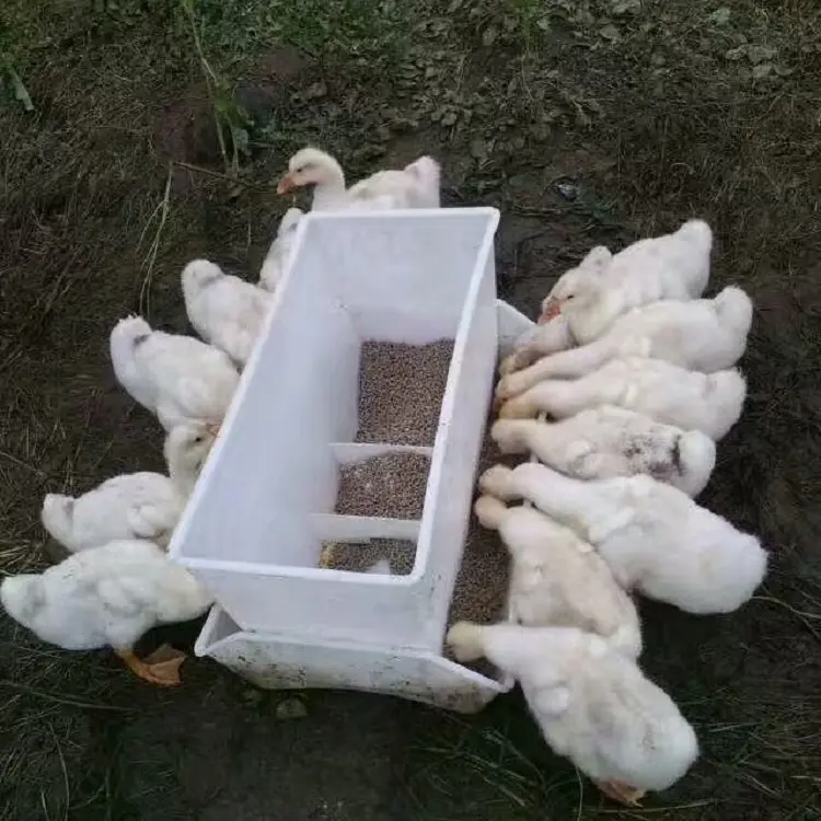 Bandejas de plástico para alimentación de patos y cabras, equipo automático de granja de aves de corral