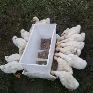 plastic duck feeder trays automatic poultry farming equipment for duck /goat feedling line