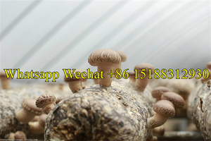 Prix attractifs <span class=keywords><strong>autoclave</strong></span> pour champignon sac de fruits boîte de stérilisation de substrat de champignon comestible - Product Image 5