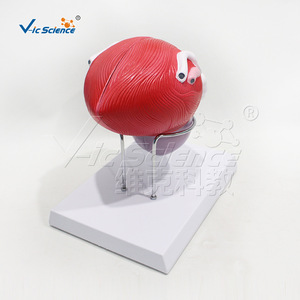 Modèle grossi de vessie et de prostate avec numérotation ; aide pédagogique pour l'urologie ; équipement de laboratoire universitaire. - Product Image 4