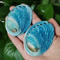 Coquilles d'ormeau naturelles ovales bleues, coquilles Paua Haliotis Iris, pour aménagement d'aquarium, décoration nautique DIY, support à bijoux, continentales