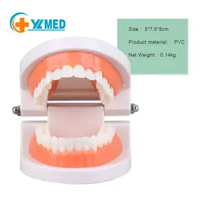 Dental model for Medical teaching medicine Small oral health teaching model for human oral health is now a hot seller
