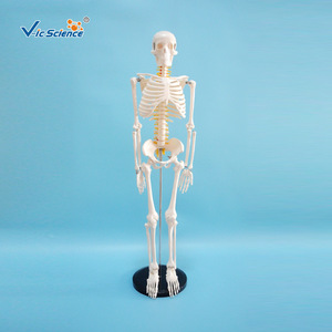 VIC-190032 Modèle squelettique de 85 cm avec nerfs et disques intervertébraux - Modèle d'enseignement médical - Product Image 1