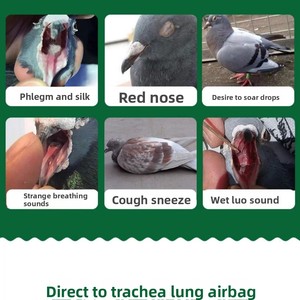 Tabletas <span class=keywords><strong>VICTORY</strong></span> Ge Jin Hu Shuang con Extracto de Plantas para la Salud Respiratoria de las Palomas de Competición - Ecológicas y Altamente Proteicas - Product Image 5