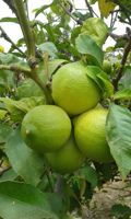 Vente en gros de citrons sans pépins Vietnam frais 100% fournisseur de produits agricoles naturels