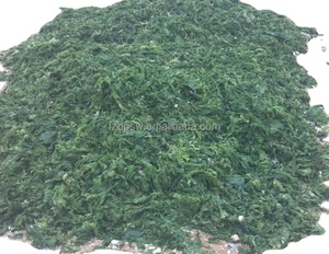 Algues ulva pures séchées Seaw mousse légumes bétail poisson farine volaille <span class=keywords><strong>alimentation</strong></span> laitue de mer - Product Image 2