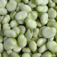 Chine HACCP BRC IQF fèves surgelées