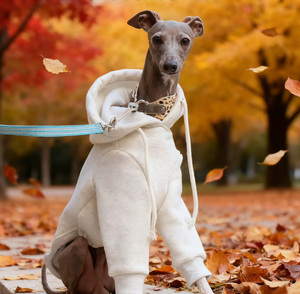 Sweat à capuche rembourré imperméable en coton uni pour <span class=keywords><strong>chien</strong></span>, idéal pour l'automne, l'hiver et le printemps, pour les lévriers italiens, les whippets et les salukis - Product Image 5