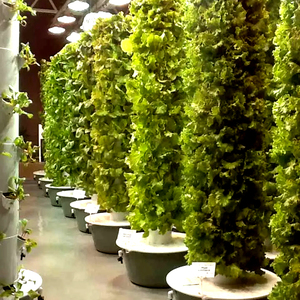Sistema di Coltivazione Verticale Idroponico a 9 o 12 Livelli <span class=keywords><strong>per</strong></span> la Coltivazione Indoor di Verdure e Fiori - Product Image 2