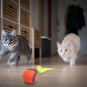Juguete Interactivo Inteligente para Gatos Tail Magic Speed Rolling Ball con Movimiento de Rodamiento Rápido, Juguete para Mascotas para Gatos y Gatitos, Ejercicio de Caza - Product Image 6