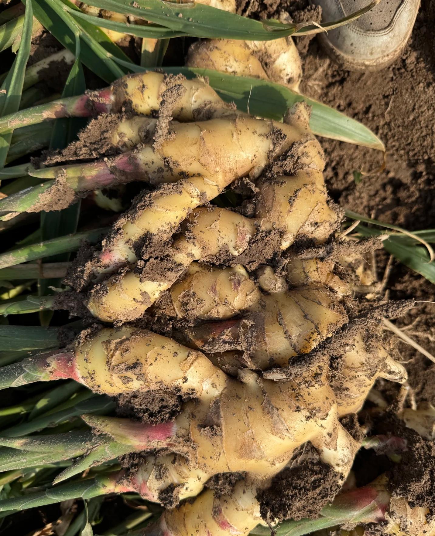 GAP Certified High Quality Organic Large Mature Fresh Ginger Root Spicy Vegetable for Farm Use Agriculture Dried Ginger