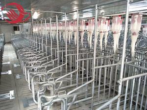 Peralatan Pertanian Babi Galvanis Peti Kehamilan/Kios untuk Babi - Product Image 5