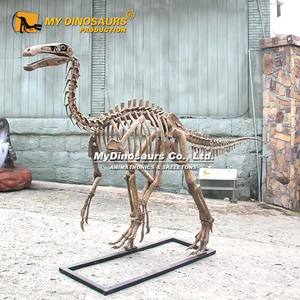 Mon modèle <span class=keywords><strong>de</strong></span> squelette <span class=keywords><strong>de</strong></span> dinosaure haute <span class=keywords><strong>simulation</strong></span> Dino <span class=keywords><strong>DS</strong></span>-117 pour expositions scientifiques - Product Image 4
