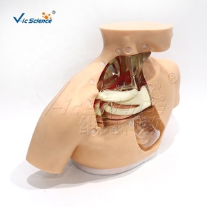 Maniquí <span class=keywords><strong>de</strong></span> Entrenamiento Transparente <span class=keywords><strong>de</strong></span> Tamaño Real para Adultos, para Cateterismo <span class=keywords><strong>Venoso</strong></span> <span class=keywords><strong>Central</strong></span>, Habilidades <span class=keywords><strong>de</strong></span> Enfermería, con Certificaciones CE, ISO, ROHS y CNAS - Product Image 3