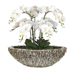 Vase de coquillage Style européen de haute qualité, 1 pièce, modèle populaire des pays-bas, jardinière en <span class=keywords><strong>Cymbidium</strong></span>, vente en gros - Product Image 1