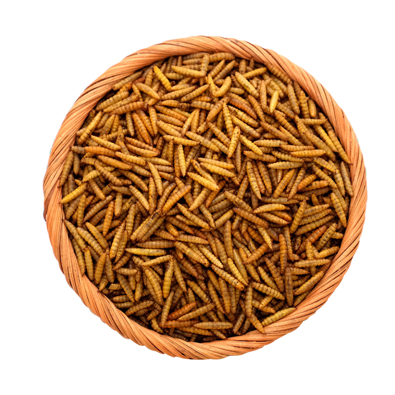 black soldier fly oil supplier