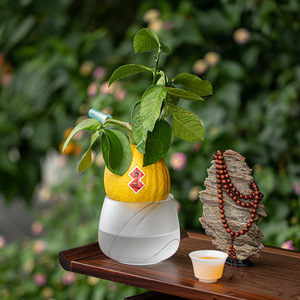 Wuxitang Glass Hydroponic Planter For Desktop Indoor Green Plant Buddha's Hand Citron Display <b>Container</b> Jianshui Style - Product Image 3
