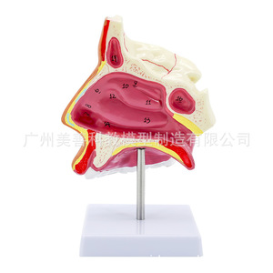 Anatomie de la cavité nasale, de la cavité buccale et du pharynx humains ; anatomie de la cavité nasale ; anatomie ORL ; anatomie sagittale des yeux, des oreilles, etc. - Product Image 3