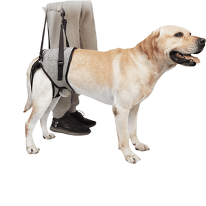 HIPHOPPET BSCI harnais de soutien de jambe arrière pour chien avec sangle de poignée pour les personnes âgées handicapées paralysie chiens ceinture de marche assistée - Product Image 1