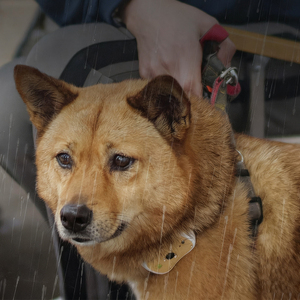 Komplettlösung für Individuelle Anpassung: Intelligentes Haustier-Halsband mit GPS-Navigator, IPX6 Wasserdicht, aus Kunststoff & Silikon, Echtzeit-Tracking-Service - Product Image 1