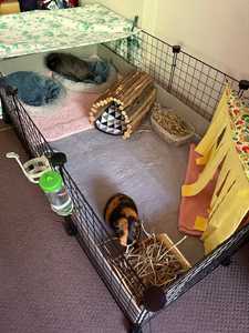 <b>Grid</b> Classic Luxury CC Guinea Pig Cage House Carrier with Button Closure and Plastic Tray <b>Grid</b> Classic Luxury CC Guinea - Product Image 6