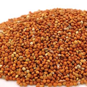 Le <span class=keywords><strong>millet</strong></span> chinois Red Broomcorn est indigène qui peut être mangé par les <span class=keywords><strong>oiseaux</strong></span> pour un prix bon marché - Product Image 5