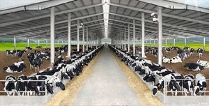 Hangar à vaches <span class=keywords><strong>de</strong></span> conception libre maison préfabriquée pour vaches laitières structures en acier <span class=keywords><strong>de</strong></span> ferme - Product Image 5