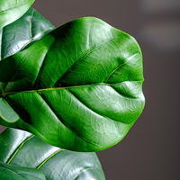 Arbre artificiel décoratif intérieur/extérieur Ficus Pandurata, type Ficus Religiosa, avec feuillage en panneau similaire au pin de verre, pour la décoration de maison et de mariage