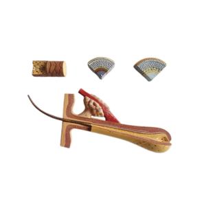 NOUVEAU! Modèle anatomique de haute qualité du cuir chevelu humain - Product Image 1