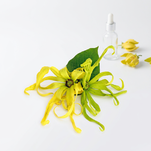 Proveedores de Aceite de Ylang-Ylang de la India - Product Image 1