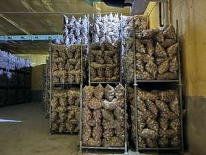 Органический 100% чистый натуральный свежий картофель высокого качества оптом от экспортера - Product Image 3