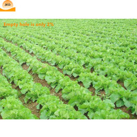 Machine de plantation manuelle, pour graines de légumes et oignons, semoir de précision
