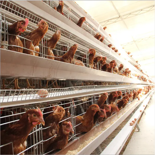 poultry equipment farm layer poultry farming A-type chicken layer cage design