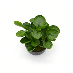 Yüksek Kaliteli Yapay Yuvarlak Yapraklı Bonsai Para Ağacı Sahte Fabian Aralia Plastik Bitki Saksıda İç Mekan Masa Üstü ve Raf Dekorasyonu İçin - Product Image 4