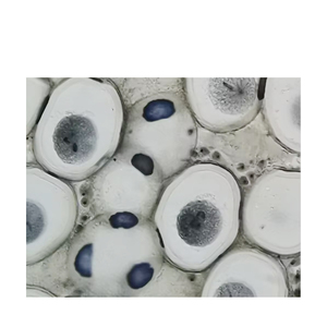 준비된 슬라이드 ascari와 양파 Mitosis 현미경 슬라이드 세트 의료 과학 - Product Image 1