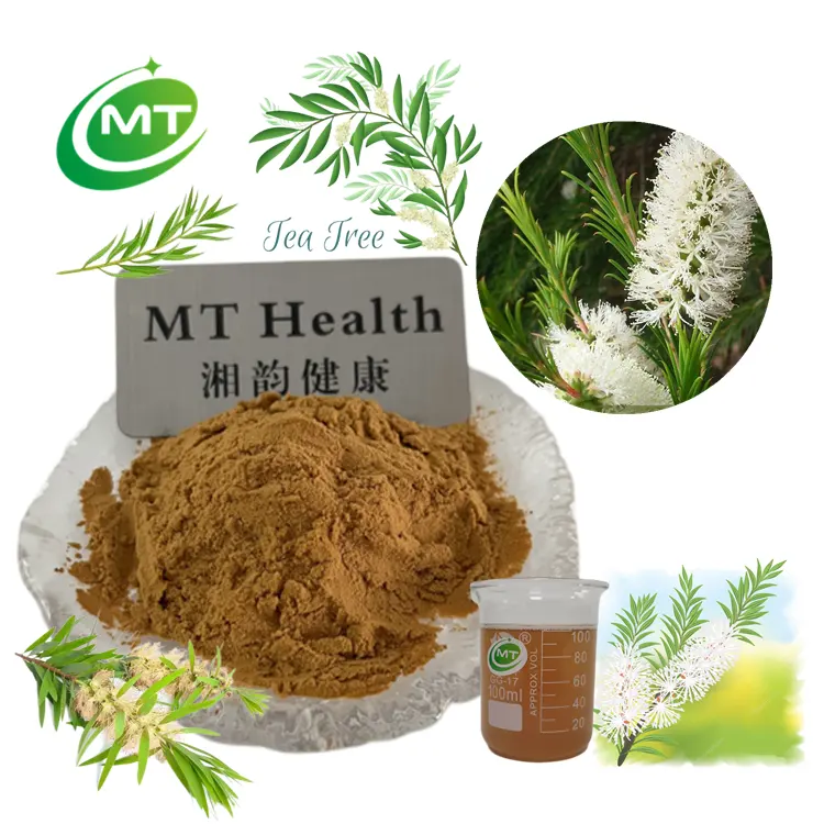 ISO pabrik organik kualitas terbaik ekstrak pohon teh 10:1 Melaleuca ekstrak daun turnifolia