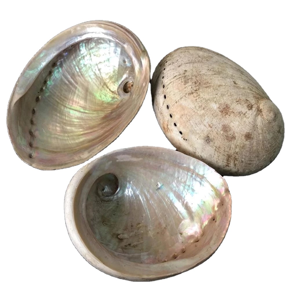 Штатив-тренога из окрашенного дерева и 3 белых палочки для шалфея Калифорнии, комплект из 11-13 см морской оболочки