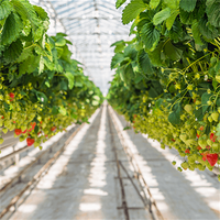 Serres agricoles professionnelles Tunnel en plastique pour fermes de tomates Kit complet de serre avec système d'irrigation