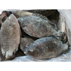 Tilapia Negra Congelada para Acuicultura, Cría <span class=keywords><strong>de</strong></span> Tilapia, Tilapia Entera Redonda para el Mercado - Product Image 5