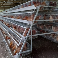 BANGYUAN Nuevo Jaula Automática Tipo A para Baterías de Gallinas Ponedoras, Modelo A-740 Galvanizado en Caliente para Granjas Avícolas, Alta Rentabilidad