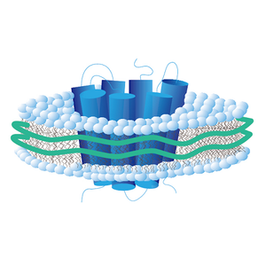 Набор для экспрессии белков Promabio PLD без клеток, 1 мл, хранение при -80°C - Product Image 5