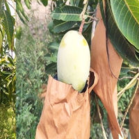 Sacs biodégradables Mango Protection avec impression offset pour la culture de fruits de jardin, utilisation anti-insectes