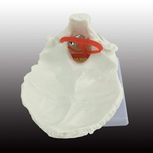 Ciencias médicas Columna cervical con modelo de arteria carótida Laboratorio de modelo de disco occipital <span class=keywords><strong>posterior</strong></span> y nervio - Product Image 3