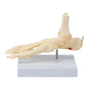 Modello di Piede e Caviglia a Grandezza Naturale 1:1, Scheletro del Piede per Scienza Medica, Modello Educativo Anatomico dell'Articolazione del Piede Umano - Product Image 6