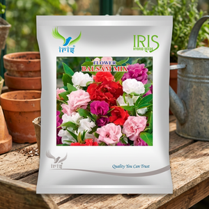 Mélange de graines de œillets irisés importés d'Inde, multicolores, plus de 300 graines, qualité supérieure pour des résultats exceptionnels - Product Image 2