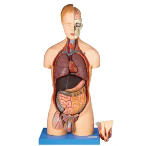 GD/A10002 일반 의사 인체 해부학 모델 몸통: 20 부분