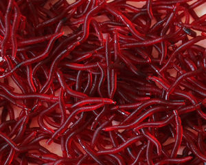 Lot <span class=keywords><strong>de</strong></span> 100 leurres souples artificiels rouges <span class=keywords><strong>de</strong></span> 4 cm en PVC, type larve, pour la pêche <span class=keywords><strong>au</strong></span> bar, <span class=keywords><strong>au</strong></span> poisson-chat, en eau douce, en rivière, en lac, en ruisseau et en mer - Product Image 4