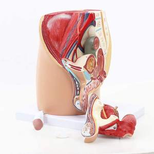 Model Anatomi Panggul dan Sistem Genital Pria Dewasa Bagian Sagital Median untuk Pelatihan Perawat Model Anatomi Manusia - Product Image 2