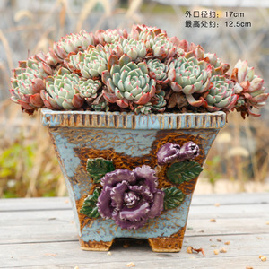 <span class=keywords><strong>Vaso</strong></span> di fiori dipinto a mano con <span class=keywords><strong>vaso</strong></span> di Rose succulente a grana grossa decorazione da <span class=keywords><strong>giardino</strong></span> - Product Image 4