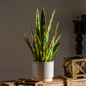 Planta Artificial <span class=keywords><strong>Sansevieria</strong></span> Hupilan <span class=keywords><strong>en</strong></span> Maceta, Bonsái Verde Biónico para Decoración de Sala de Estar - Product Image 2